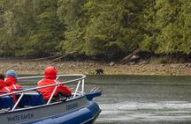 Tofino Bear Watching Tour: Explore Clayoquot Sound
