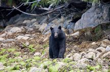 Tofino Bear Watching Tour: Explore Clayoquot Sound