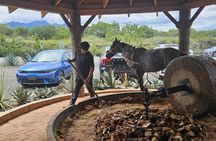 Custom tour! Hierve el Agua, Textiles and Tule Tree