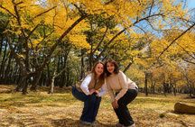 Gyeongju Autumn Foliage & Pink Muhly Tour from Busan
