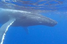 Tahiti whale watching swims with whales