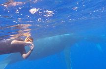 Tahiti whale watching swims with whales