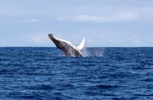 Tahiti whale watching swims with whales