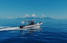 Tahiti whale watching swims with whales