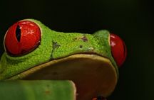 Night Walk- Afterdark Rainforest Experience+ Coffee+ Chocolate
