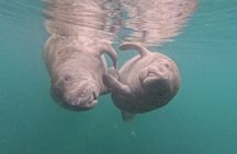 Crystal River Manatee Swim – 3 Hours, Maximum 6 Guests