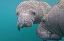 Crystal River Manatee Swim – 3 Hours, Maximum 6 Guests