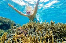 Ishigaki Sea Turtle Snorkeling Tour