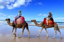 Tangier VIP Private Full Day Tour & Camel Ride