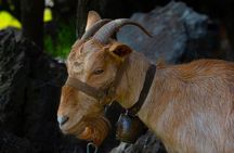 Rethymno Farm Life Experience with Raki and Cheese Making
