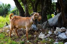 Rethymno Farm Life Experience with Raki and Cheese Making