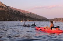 Golfo Aranci Kayak tour with aperitif and dolphin watching