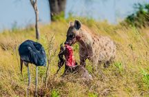 Serengeti national Park, ngorongoro conservation area 3 days two nights