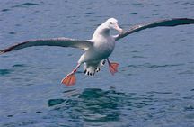 Kaikoura Albatross Encounter Tour from Christchurch