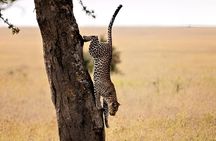 3 Day Camping Safari in Serengeti and Ngorongoro crater
