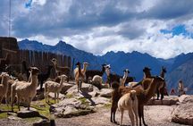 From Urubamba: Private Sacred Valley-Ollantaytambo, Moray & Maras