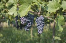 Orschwihr: Vineyards, winery and tasting Guide 6 Alsatian wines