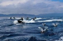 Guided Dolphin Jet Ski Adventure | Long Beach to Catalina Island