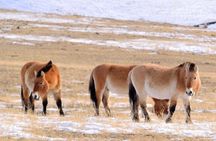 Hustai National Park Day Trip