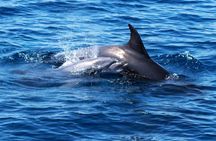Dolphin Watching Boat Tour in Hvar with lunch and drinks unlimit