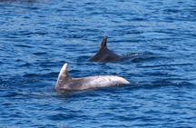 Dolphin Watching Boat Tour in Hvar with lunch and drinks unlimit