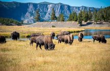 Yellowstone Lower Loop Tour