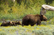 Grand Teton National Park Tour