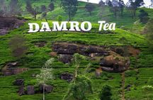 Tea Factory Tour from Nuwara Eliya