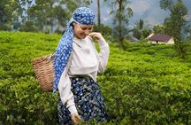 Tea Factory Tour from Nuwara Eliya