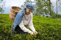 Tea Factory Tour from Nuwara Eliya