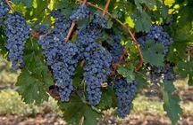 Explore 3 Wineries with Tasting in Fredericksburg