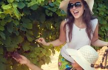 Explore 3 Wineries with Tasting in Fredericksburg