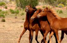 Wednesday Morning Group Special 4x4 High Desert Tour