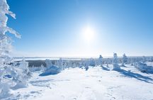 Riisitunturi National Park Day Tour from Rovaniemi