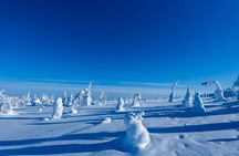 Riisitunturi National Park Day Tour from Rovaniemi