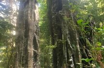 Munduk Twin Lake Jungle Trek with Sacred Forest Temples&Canoeing
