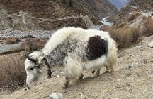 14 Days Guided Manaslu Circuit Trek
