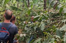 Best & Top of Arusha; Coffee Tour and Waterfall Hike.
