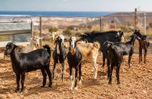Gran Canaria: Caves & Salt Tour with Cheese Workshop