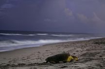 Sal Island: Loggerhead Turtle Watching Experience