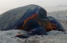 Sal Island: Loggerhead Turtle Watching Experience