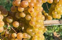 Experience the Wines of the Montérégie in a Private Tour