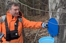 Tree to Table Maple Syrup Farm Tour