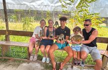 Monkeys City Tours Amber Cove and Taino Bay Port Puerto Plata