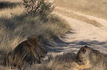 From Victoria Falls: Hwange National Park Day Safari with Lunch
