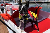 Dog friendly San Diego Electric Boat Rental in San Diego Bay