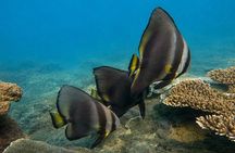 Magnetic Island Adventurer Tour