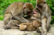 Private Jigokudani Snow Monkeys and Local Brewery Tour