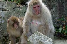 Private Jigokudani Snow Monkeys and Local Brewery Tour