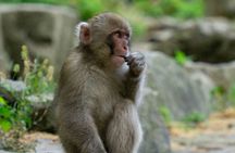 Private Jigokudani Snow Monkeys and Local Brewery Tour